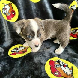 Ren - Brindle and white female Cardigan Welsh Corgi puppy in San Antonio, Texas from White Paws Cardigan Corgis