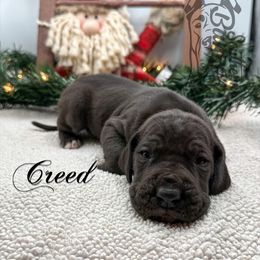 Creed - Black male Great Dane puppy in Prairieville, Louisiana from Southern Barron Danes & Dachshunds