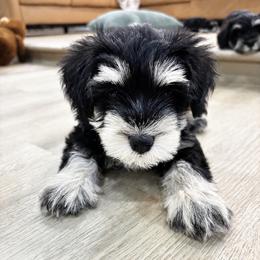Grey Collar - Black and silver male Miniature Schnauzer puppy in Houston, Texas from Silver Paw Ranch