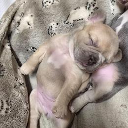 Flower - Blue fawn female French Bulldog puppy in Yellowstone County, Montana from JNS Frenchies