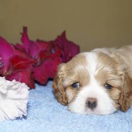Cavalier King Charles Spaniel Puppies from London Fog Cavaliers
