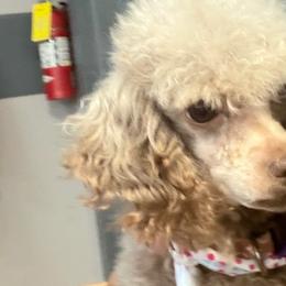 Poodles, Shih Tzus, and Yorkshire Terriers from Precious Pup Royale LLC