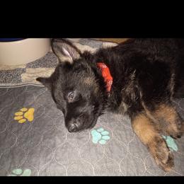 Orange collar boy - Bi-color male German Shepherd puppy in Centralia, Illinois from Janices AKC German Sheperds LLC