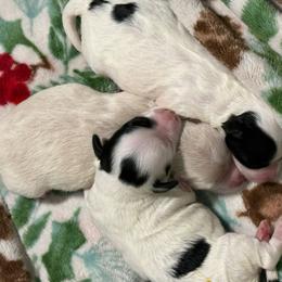 Snowpea - Apricot female Maltipoo puppy in Colonial Beach, Virginia from BeachRidge Pups