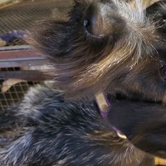Nolly - German Wirehaired Pointer