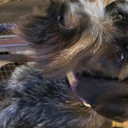 Nolly - German Wirehaired Pointer