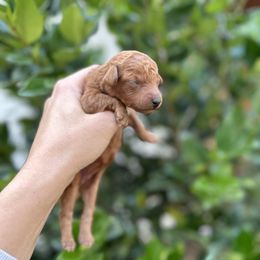 Bella - Red female Cavapoo puppy in Rio Linda, California from VitPom Puppies