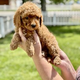 Amie - female Double Doodle puppy in Columbus, Montana from Comfort Doodle