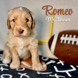 Romeo - Cream male Australian Labradoodle puppy in Richmond, Kentucky from Happy Time Doodles