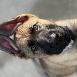 German Shepherds from Von Bairdhaus