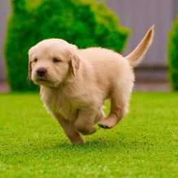 Noah - Golden male Golden Retriever puppy in Oregon from A Goldens First Love
