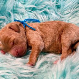 Blue - Red  male Goldendoodle puppy in Boise, Idaho from Goldendoodle Baby