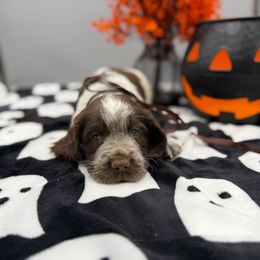Midnight - Liver white and roan male English Springer Spaniel puppy in Rogers, Ohio from StoneyBrook Setters