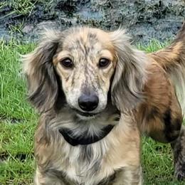 Chewy - Dachshund