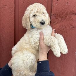 Space - Cream male Poodle puppy in St. Johnsbury, Vermont from Poodles of the Northern Woods