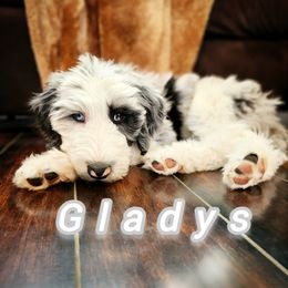 Sheepadoodle Puppies from Iroz doodles