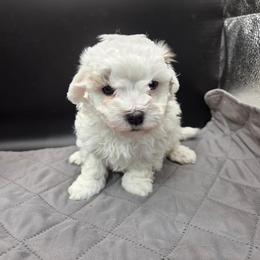 Mickey - White male Maltipoo puppy in Walterboro, South Carolina from Puddlejumpers