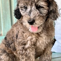 Poodle Puppies from Poodles of Tampa Bay