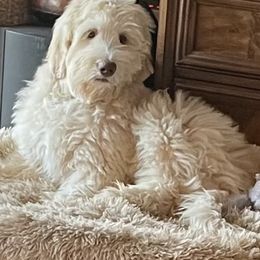 Australian Labradoodle Puppies from Whimsical Labradoodles