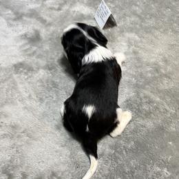 Boy 1 - Tri-color male Cavalier King Charles Spaniel puppy in Clintonville, Wisconsin from Whispering Meadows Performances Horses and Cavalier King Charles Spaniels