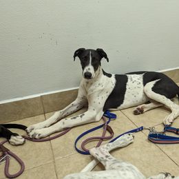 "Allan" - Black and white Greyhound puppy in South Carolina from Ashley's Greyhounds
