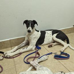 "Allan" - Black and white Greyhound puppy in South Carolina from Ashley's Greyhounds
