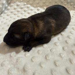 Girl 1 - Sable female German Shepherd puppy in Ashland, Alabama from CzechDDR