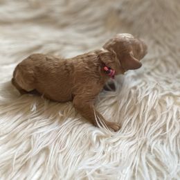 Labradoodle Puppies from Ruby Doo’s Doodles