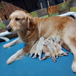 Golden Retriever Puppies from Falkinburg Goldens