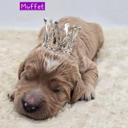 Muffet - Apricot female Goldendoodle puppy in Neillsville, Wisconsin from Granton Creek