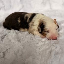 S'mores - Red merle female Miniature American Shepherd puppy in Riverton, Utah from Iron Spirit Homestead & Aussies