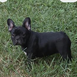 Girl 3 - Black female French Bulldog puppy in Crane, Missouri from James River French Bulldogs