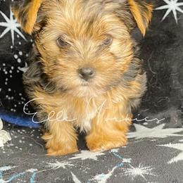 Yorkshire Terriers from Elle Yorkies