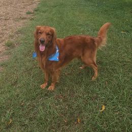 Golden Retriever puppies from Keller's Retrievers