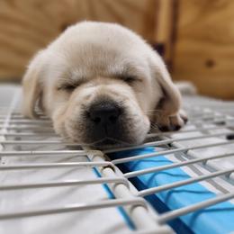 Labrador Retriever Puppies from The Labradors of Sycamore Farms