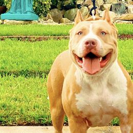 American Bullies from Asquare Bully Kennel