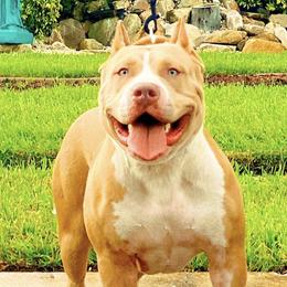 American Bullies from Asquare Bully Kennel