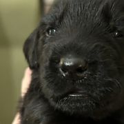 Girl 3 - Flat-Coated Retriever puppy in Pennsylvania from Iconic Flat Coated Retrievers
