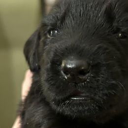 Girl 3 - Flat-Coated Retriever puppy in Pennsylvania from Iconic Flat Coated Retrievers