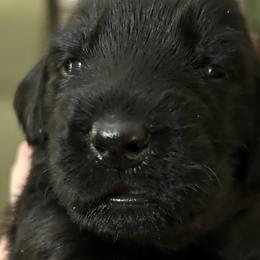 Girl 3 - Flat-Coated Retriever puppy in Pennsylvania from Iconic Flat Coated Retrievers