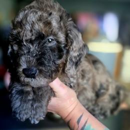 Mario - Phantom male Goldendoodle puppy in Tucson, Arizona from Adored Poodle & Doodles
