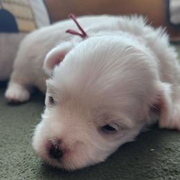 Maltese Puppies from Arizona Maltese Gems