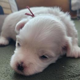Maltese Puppies from Arizona Maltese Gems