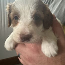 Rebecca - Blenheim female Cavapoo puppy in Osseo, Michigan from Smiths Fluffy butts