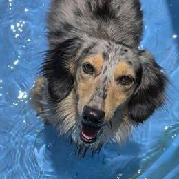 Freckles - Dachshund