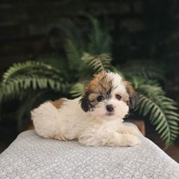 Shihpoo and Shih Tzu Puppies from The Luckie Puppy