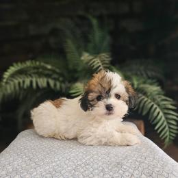 Shihpoo and Shih Tzu Puppies from The Luckie Puppy