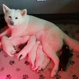 Japanese Akitainu Puppies from Four Seasons Akita (Shikisou)