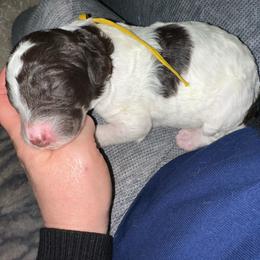 Meadow - Parti female Poodle puppy in Prosperity, Pennsylvania from Stelladoodles & Company