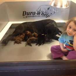 Labrador Retriever Puppies from Muck Madness Retrievers